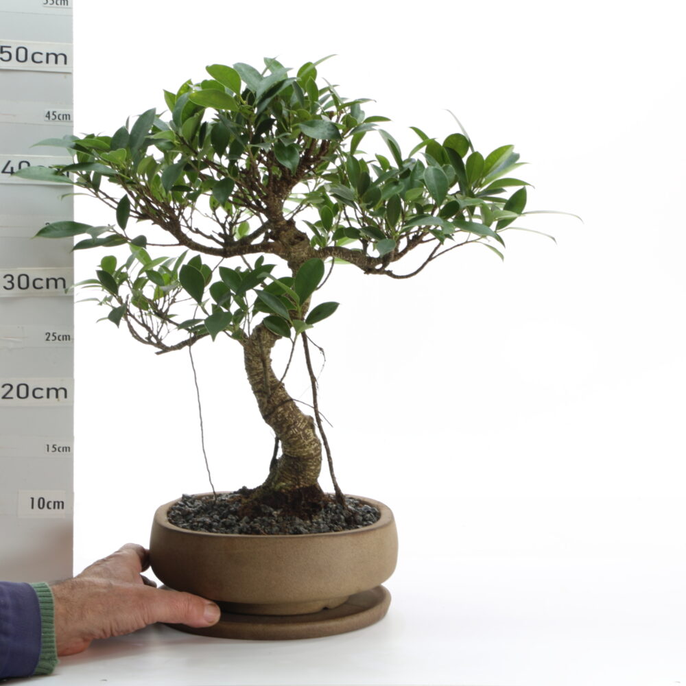 Ficus retusa K6+S pot NendoØ23cm