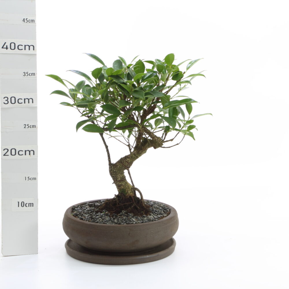 Ficus retusa M4+S pot classic rond T Ø23cm