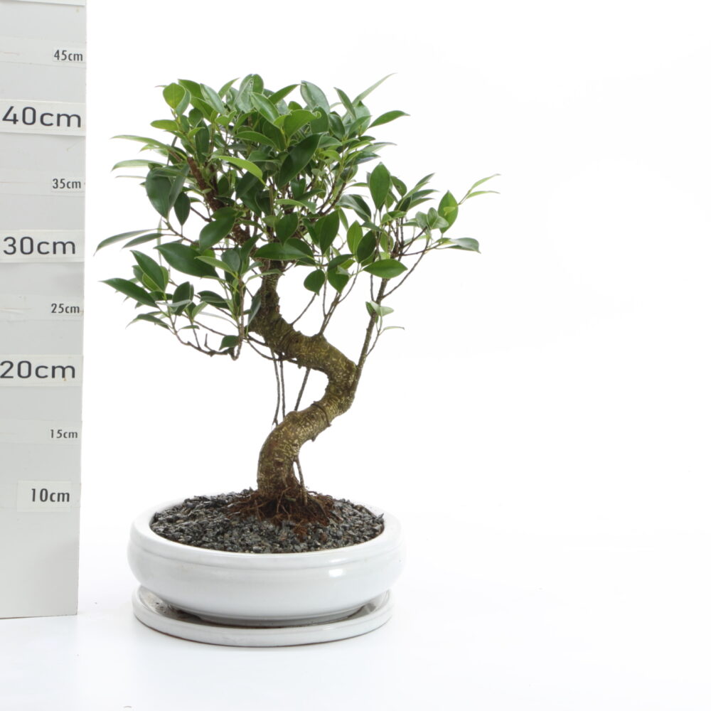 Ficus retusa M4+S pot classic rond bl Ø23cm