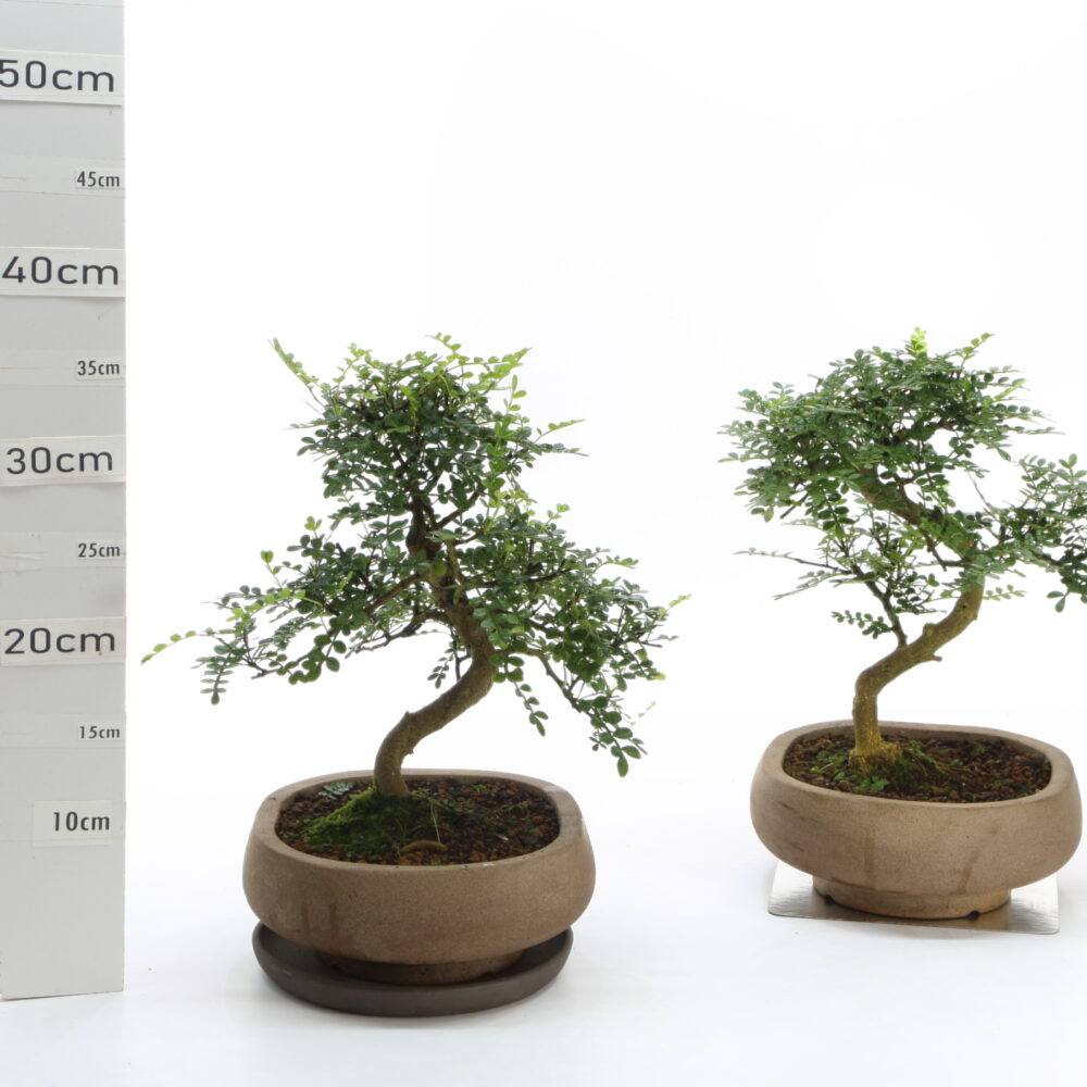 Poivrier et K4+S pot nendoØ20cm
