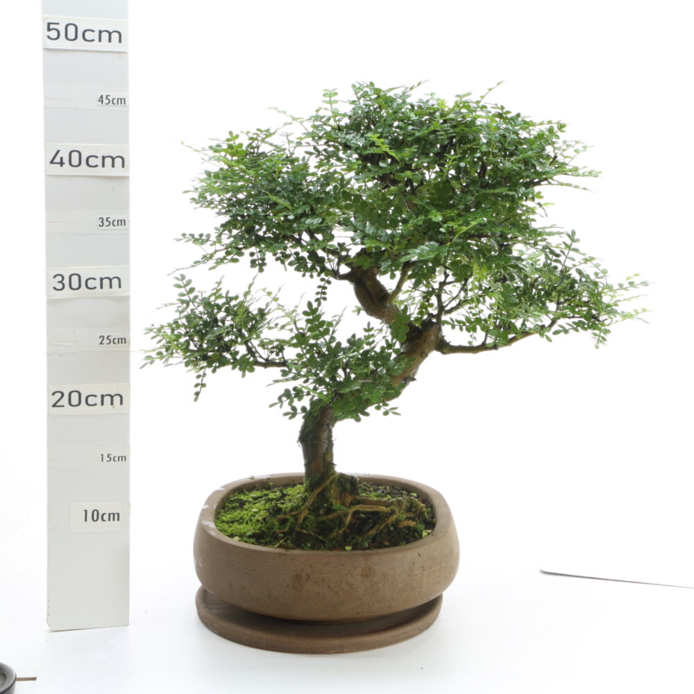 Poivrier ét K7.7+S pot NendoØ23cm