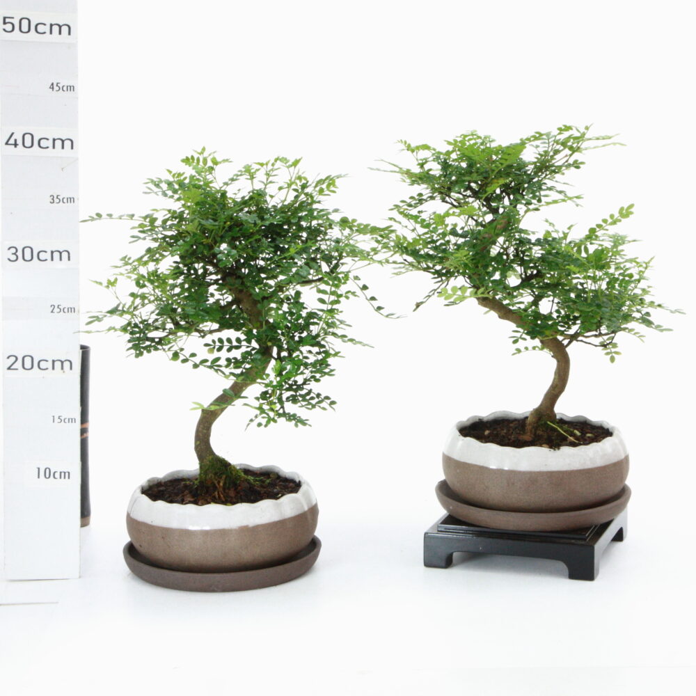 Poivrier ét K4.2+S pot hanaØ17cm