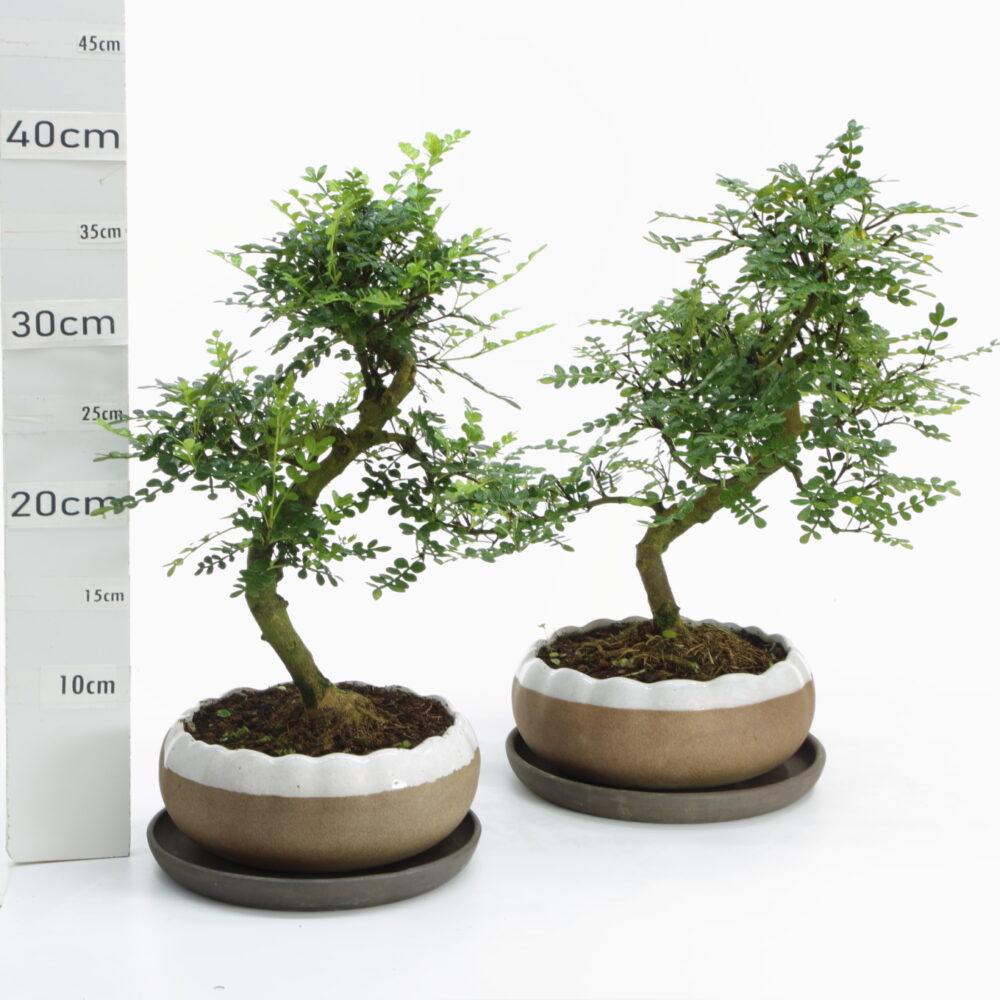 Poivrier b K4+S pot hanaØ17cm