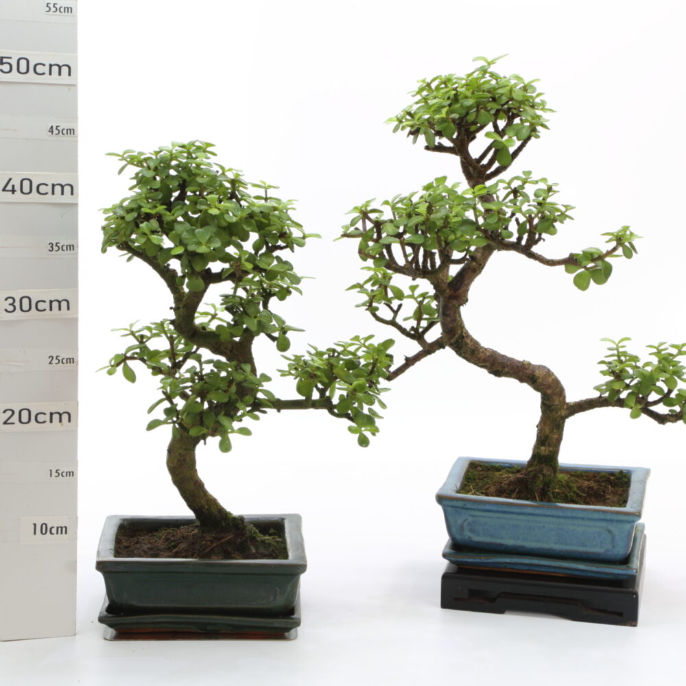 Portulacaria M4.2+S
