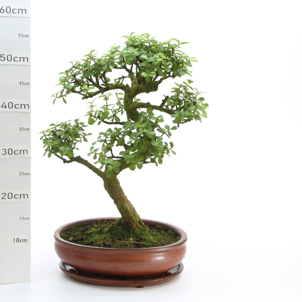 Portulacaria M7.5+S