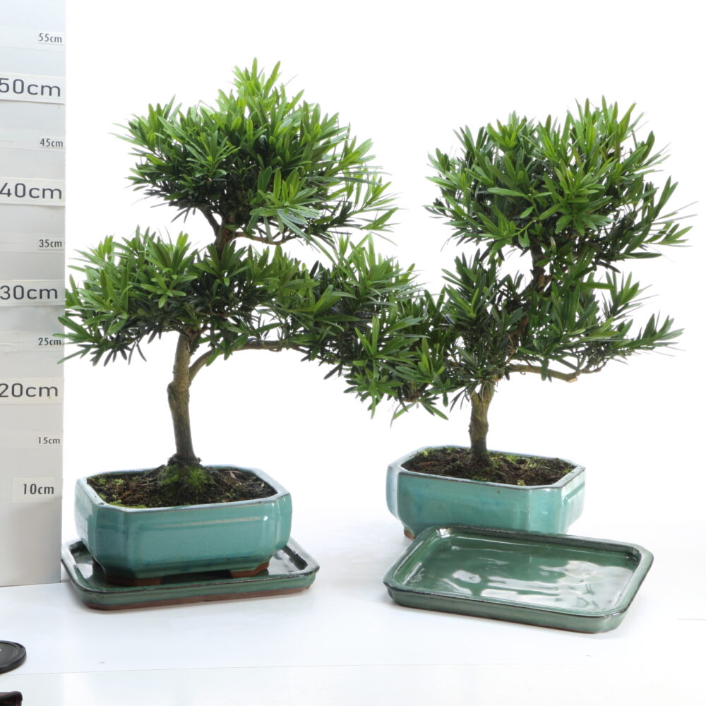 Podocarpus M6+S pot Yixing