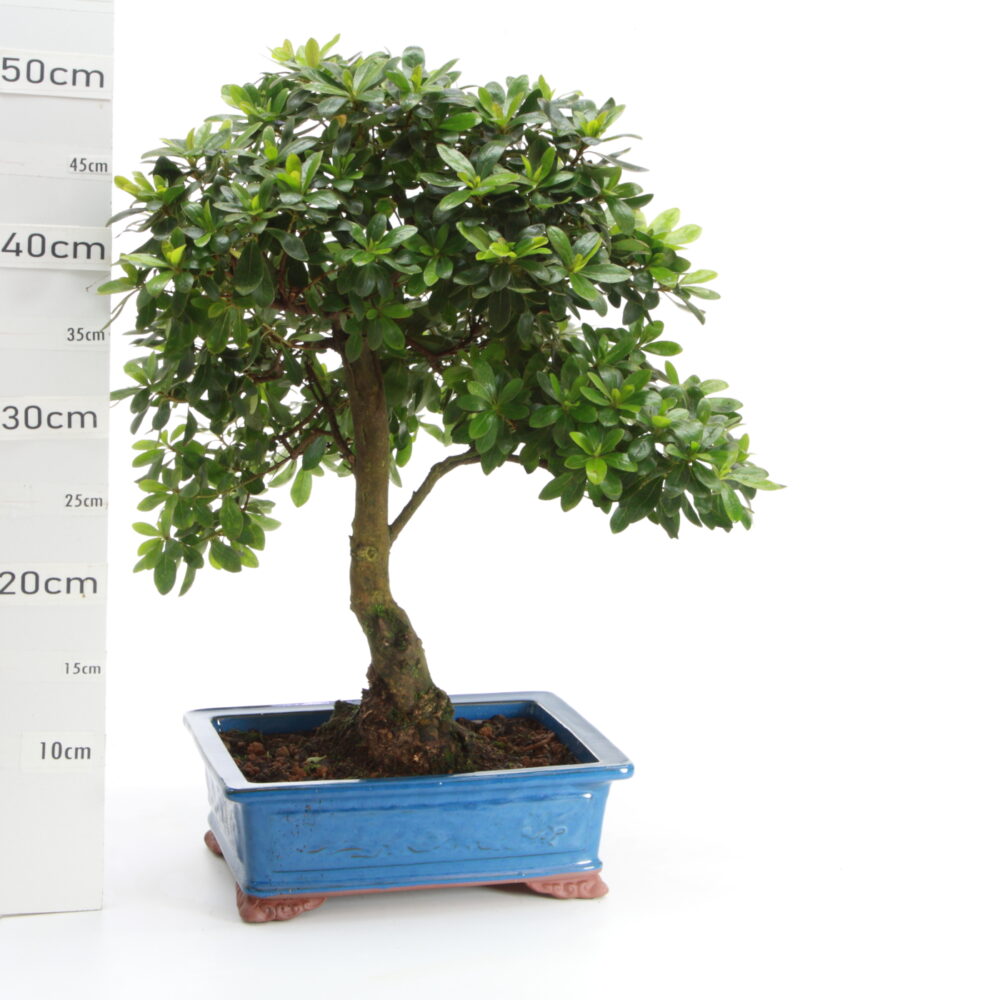 Azalée pot Coréen M7.5