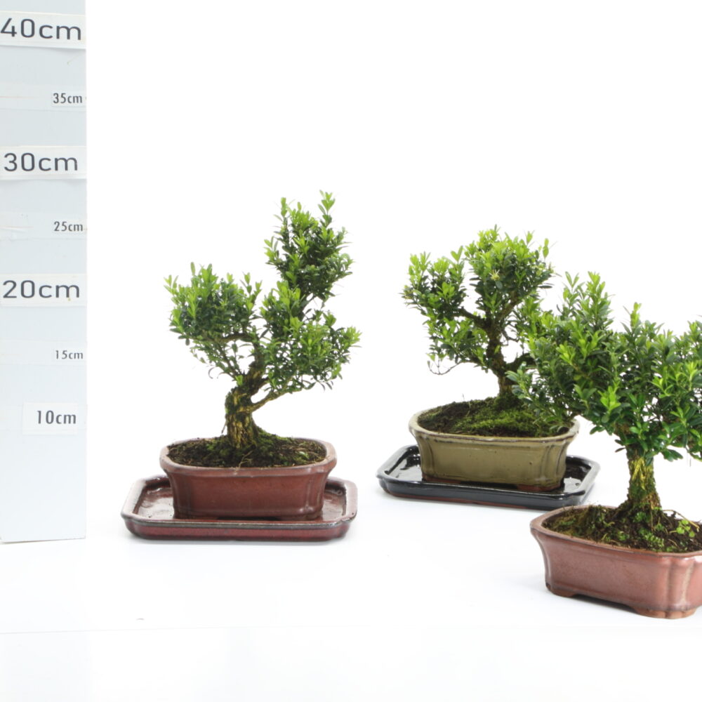 Buxus chinensis et M2.5+S