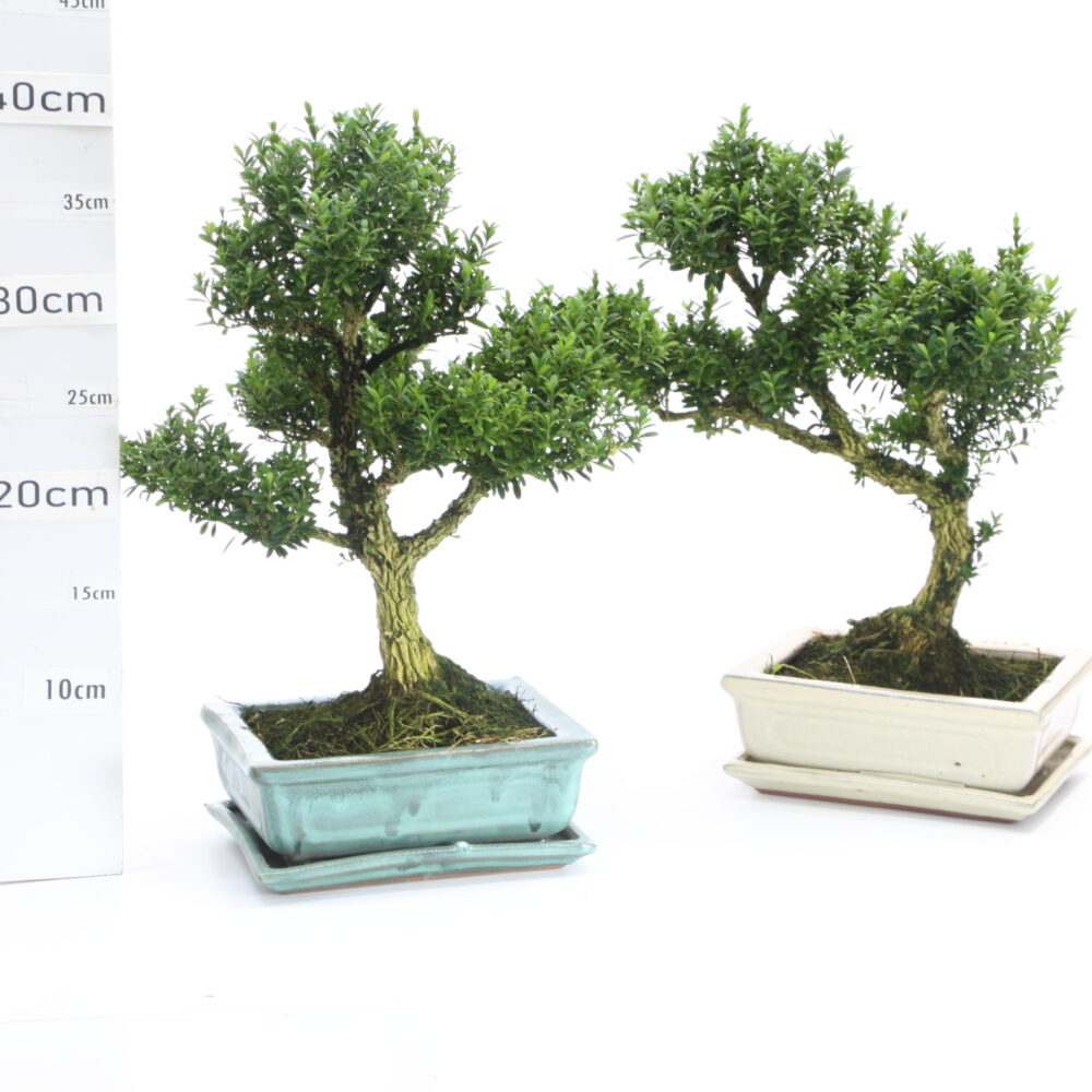 Buxus M4.5+S