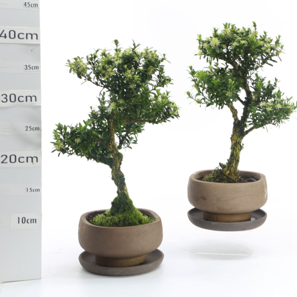 Buxus pot NendoØ14cm K3.7+S