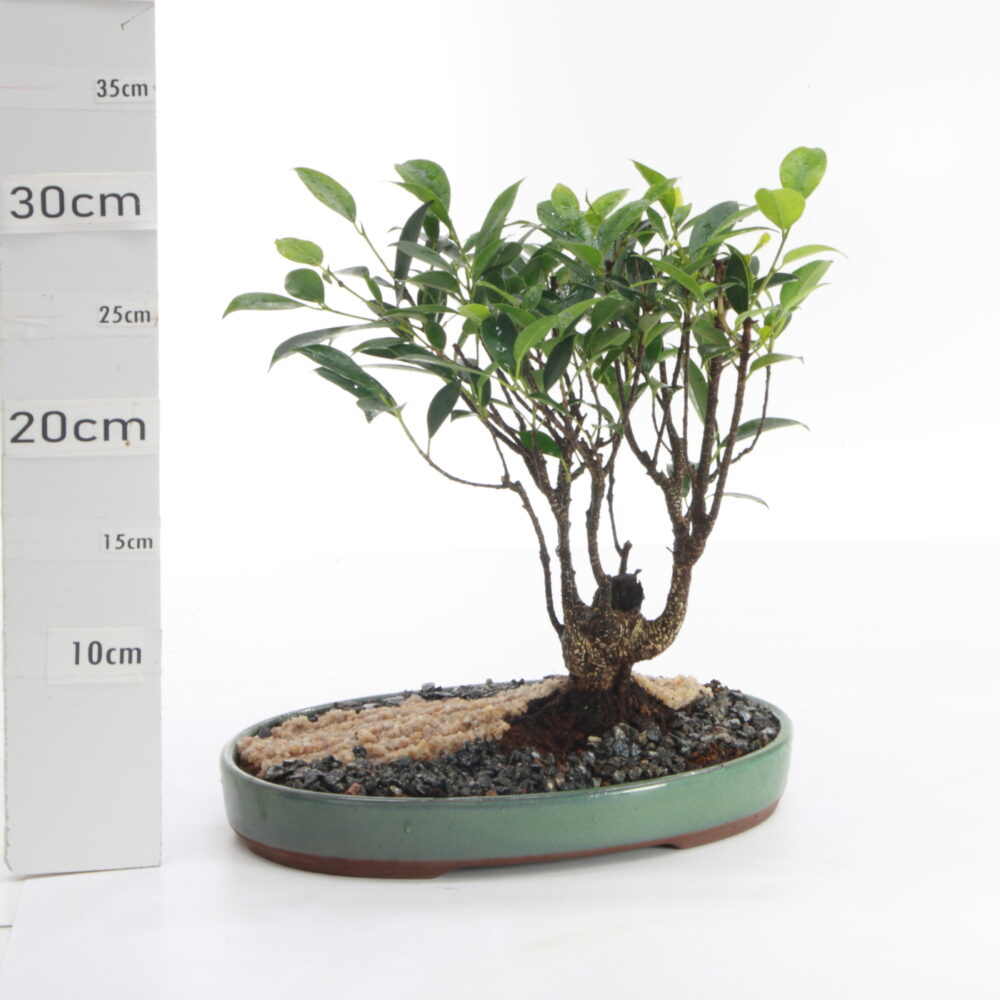 Ficus mt tronc penjing P4 coupe 28cm