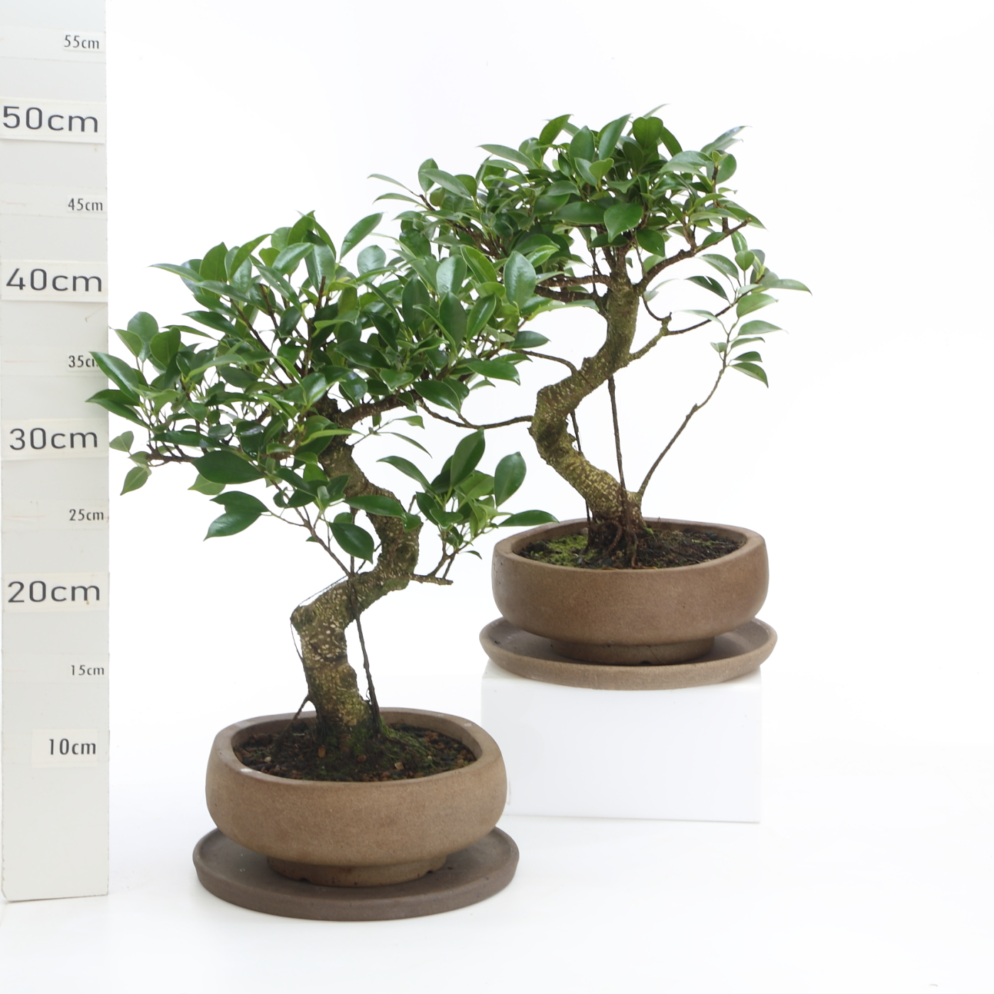 Ficus étagé K4.5 pot Nendo 20cm+S