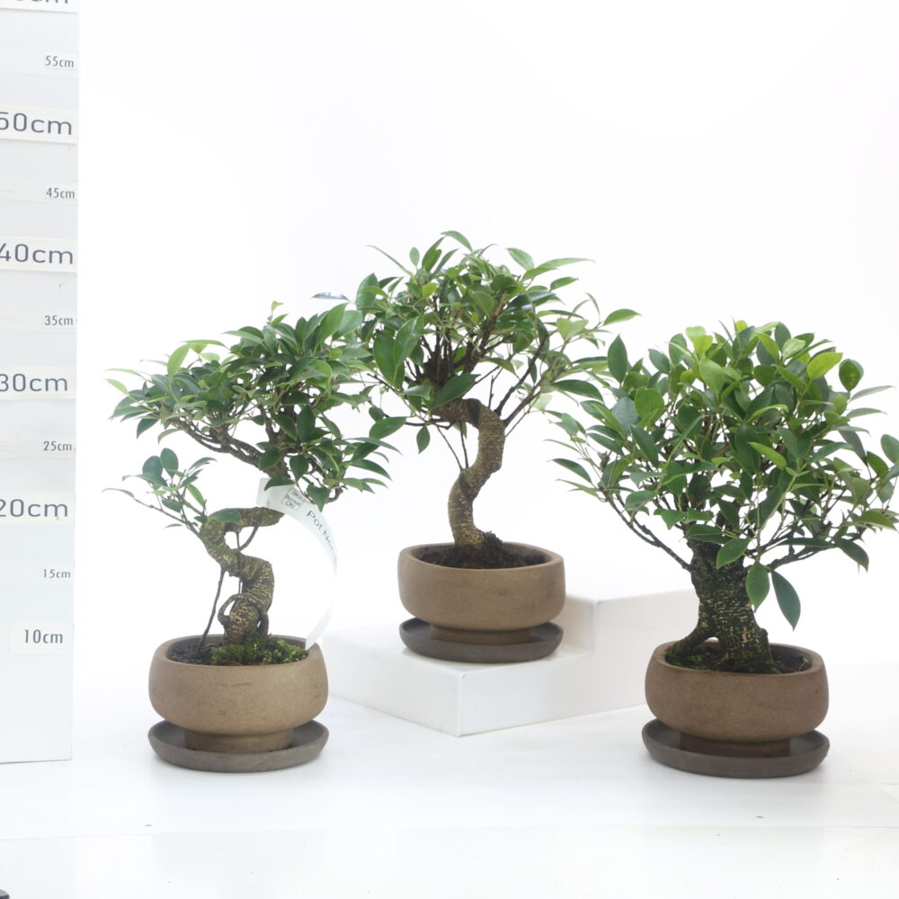 Ficus pot NendoØ14CM K3.7+S