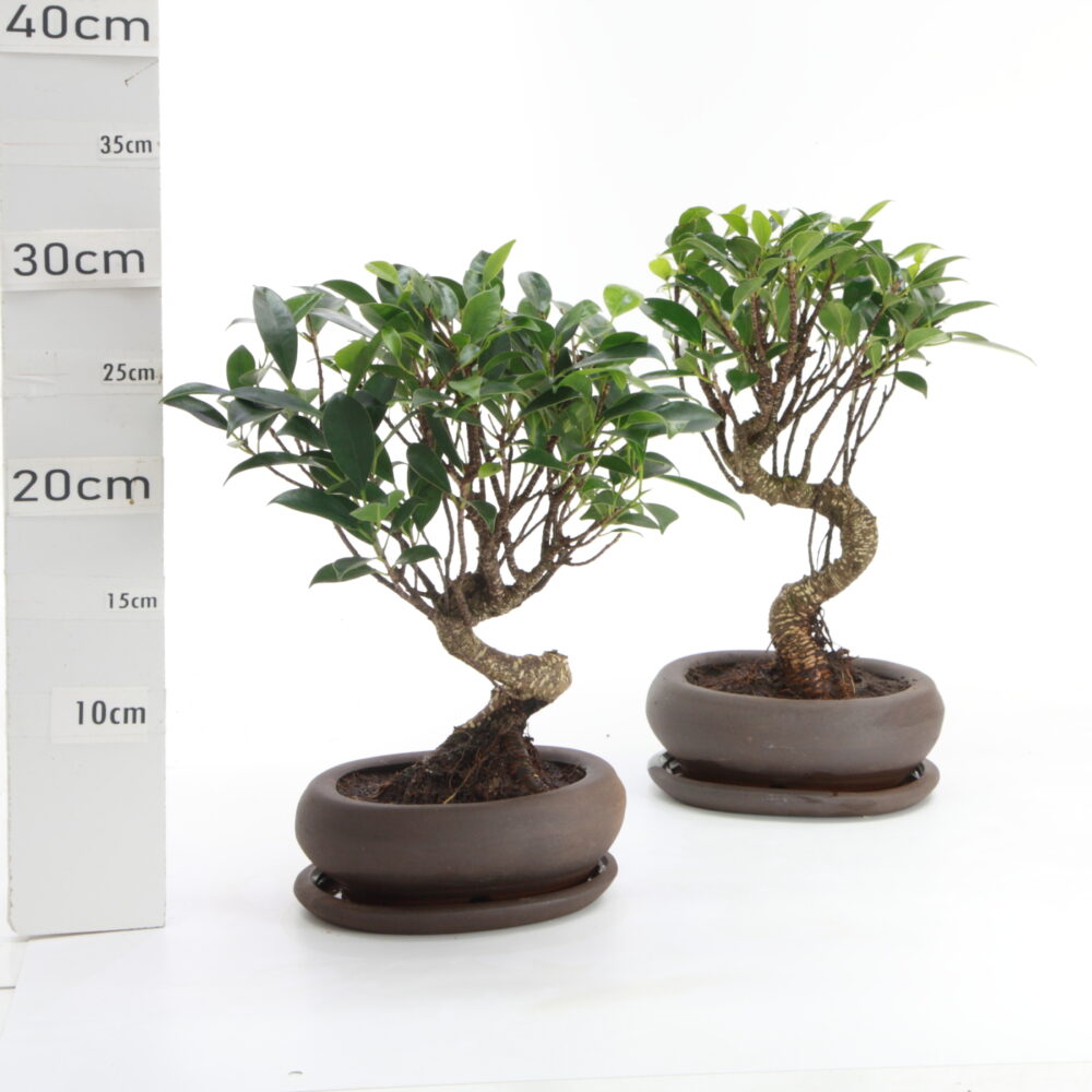 Ficus retusa sb M2+S