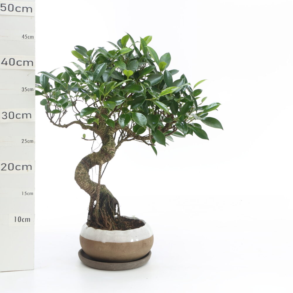 Ficus xxl pot Hana Ø16cm K4.2+S