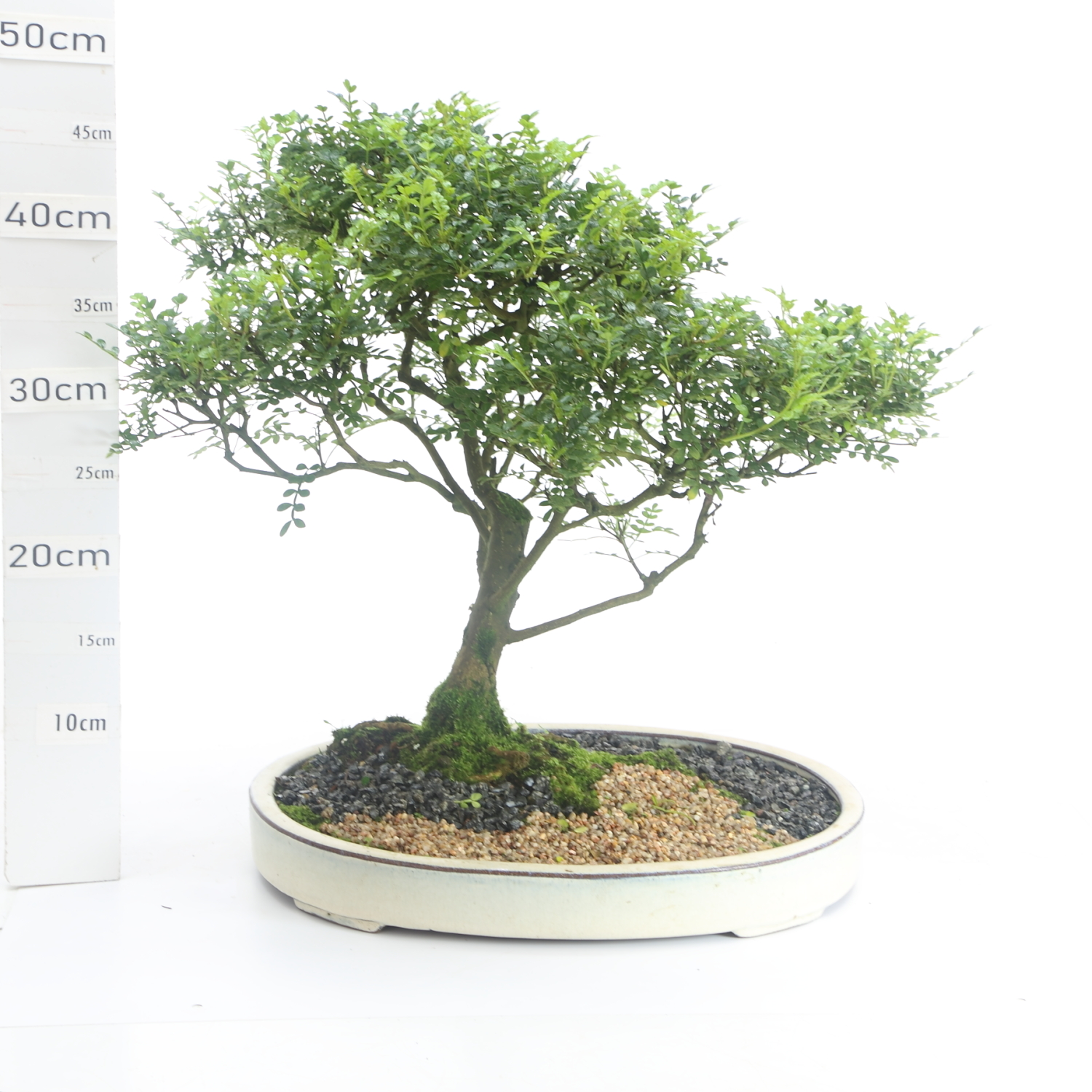 Poivrier M7.5 pot Yixing