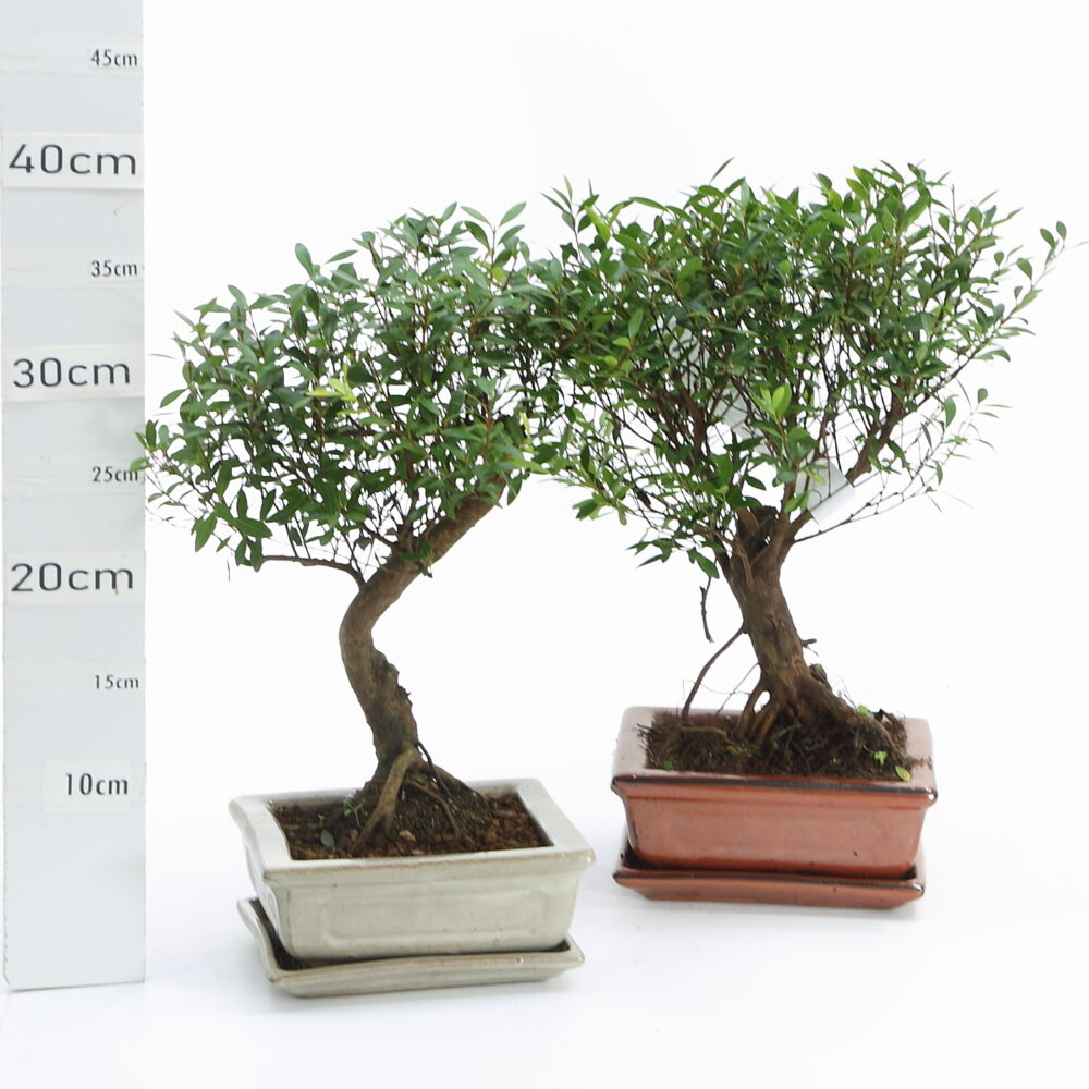 Myrte boule M3.2+S