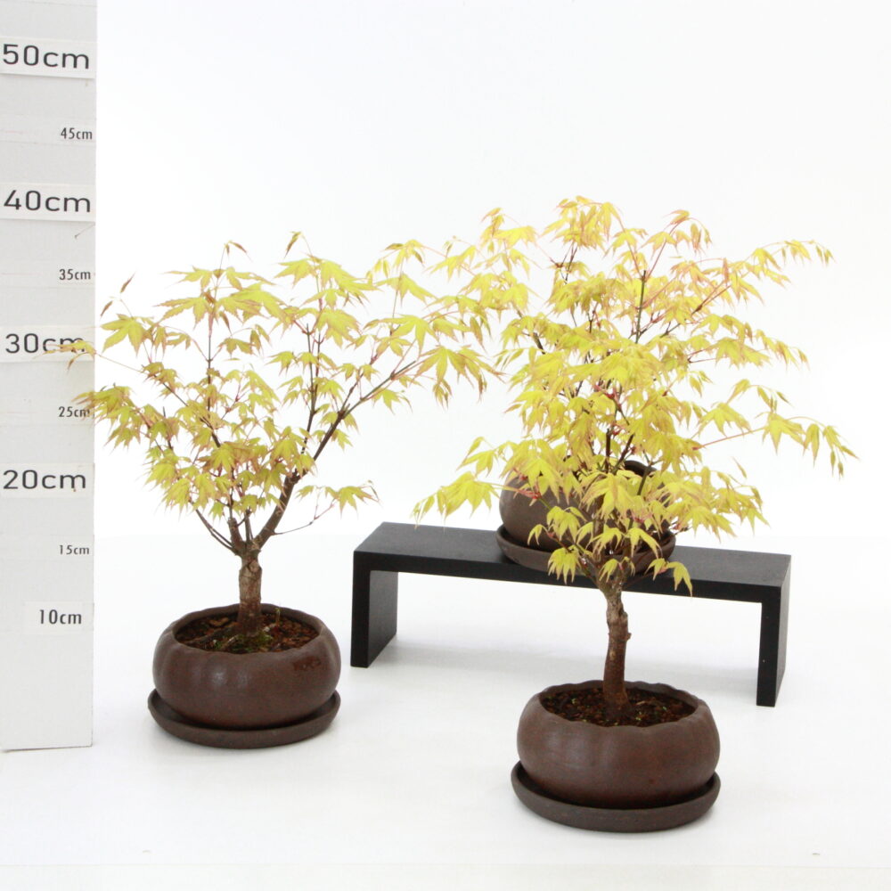 Acer palmatum potØ14cm K3+S