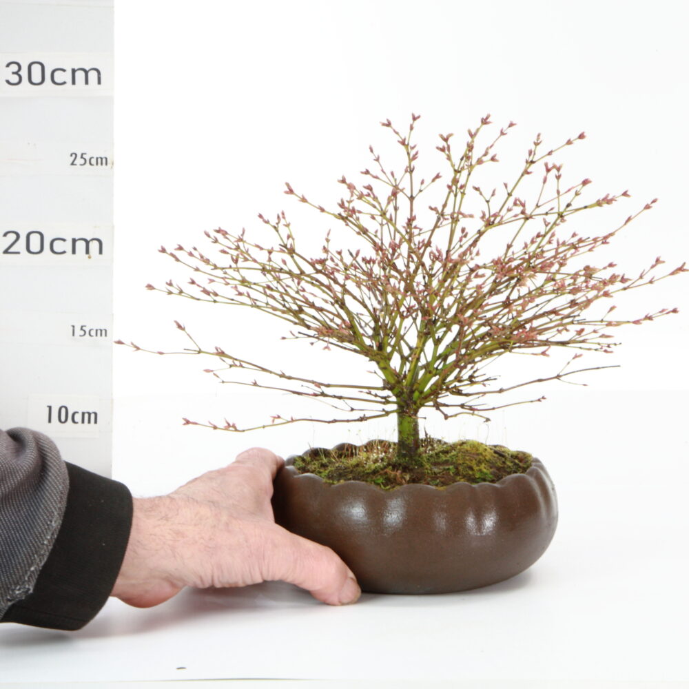 Acer palm. Kiyohimé pot Hana K8.5+S Ø17cm rare