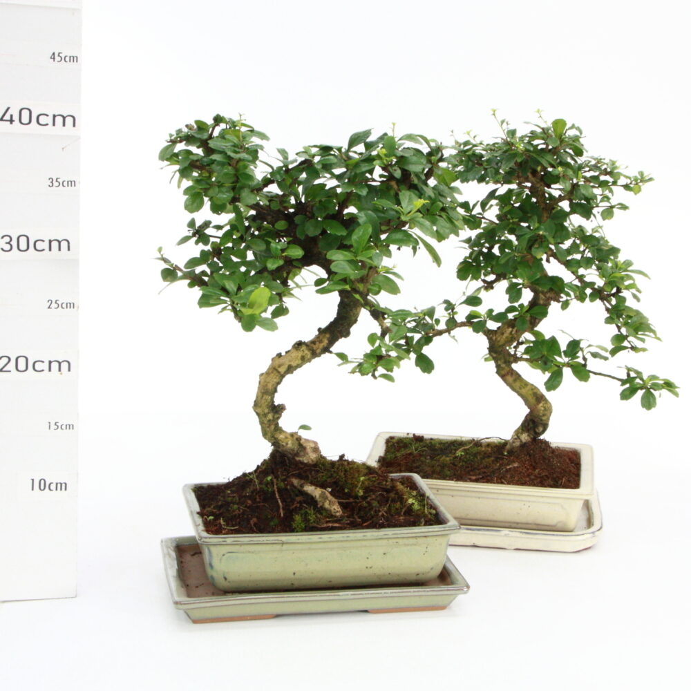 Carmona M5+S pot Japonais