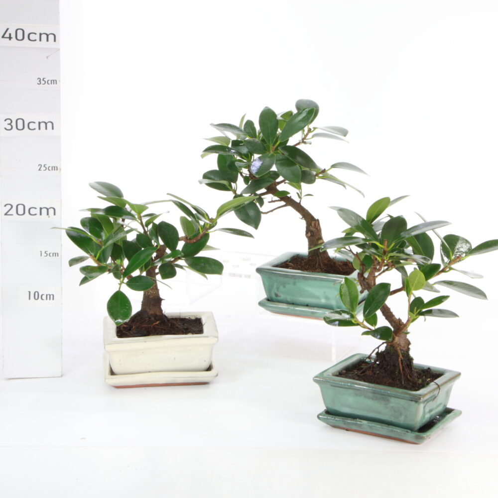 Ficus panda M1.2+S