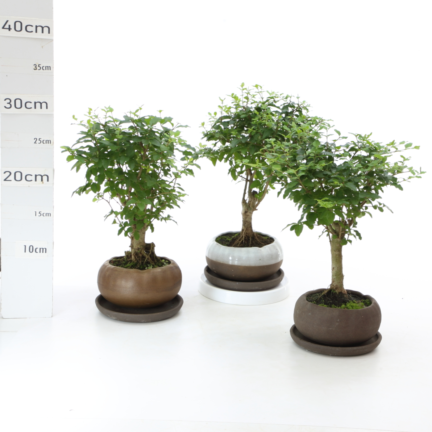 Lig K2.5 promo K2 13cm+S