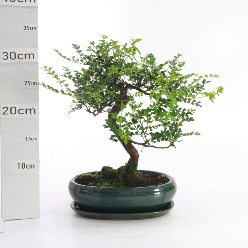 Poivrier pot Yixing M4.2+S