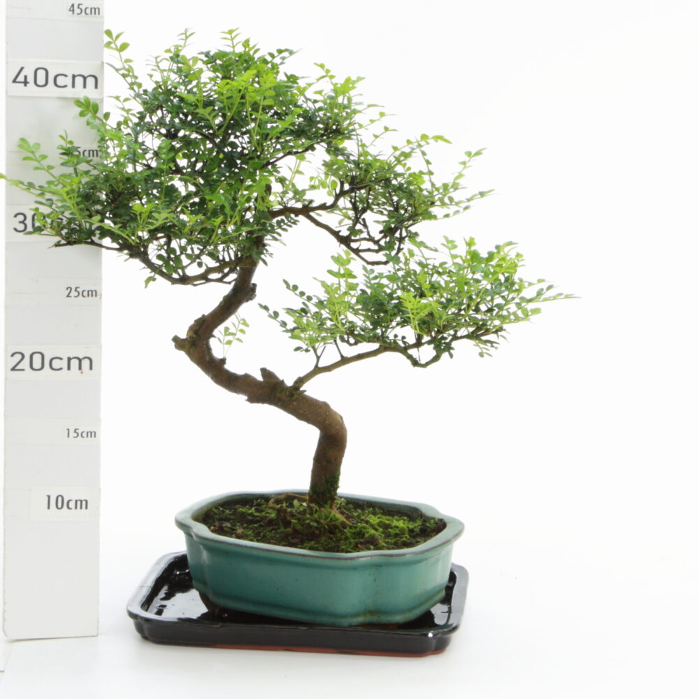 Poivrier pot Yixing M5+S formes variées