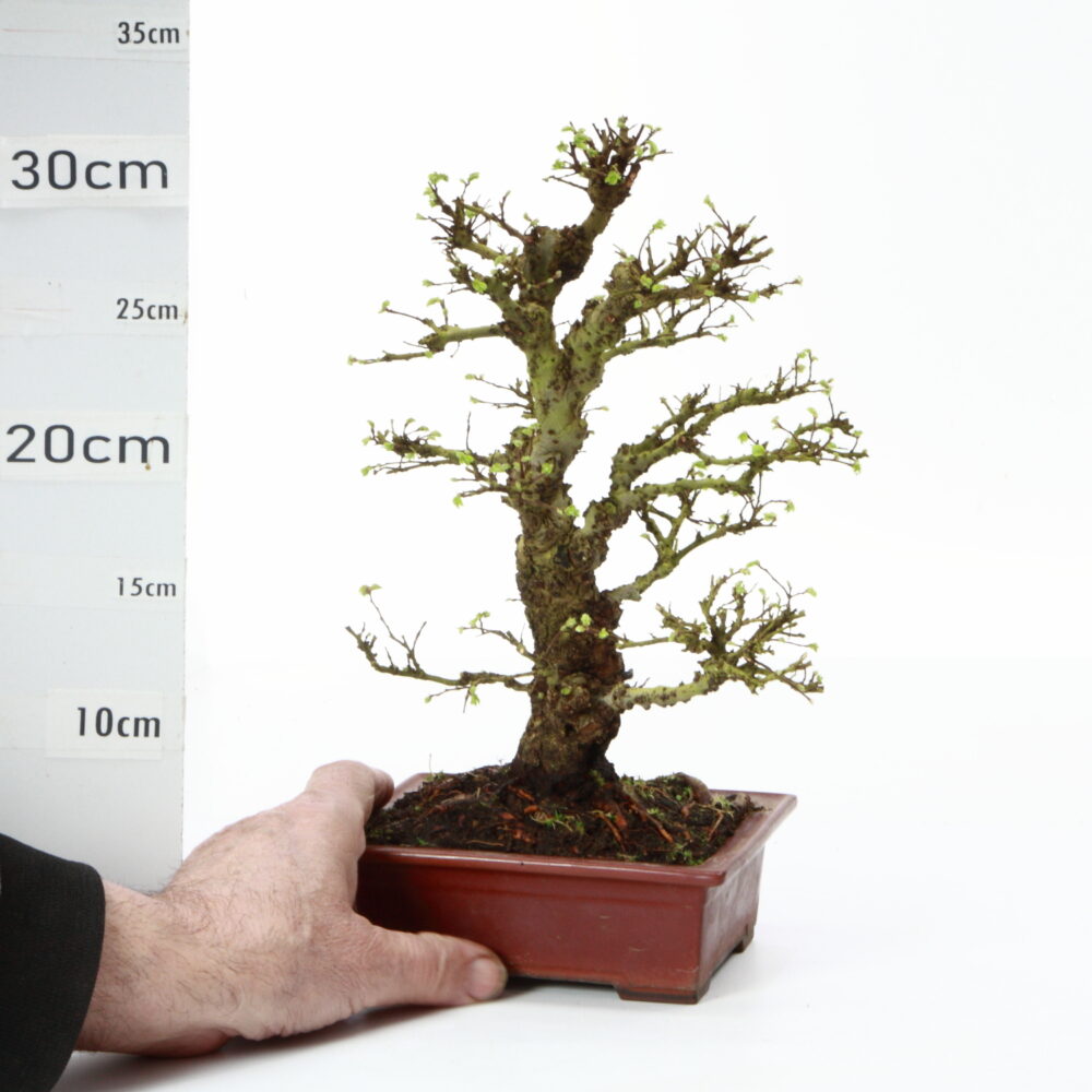 Ulmus parvifolia Japon M8