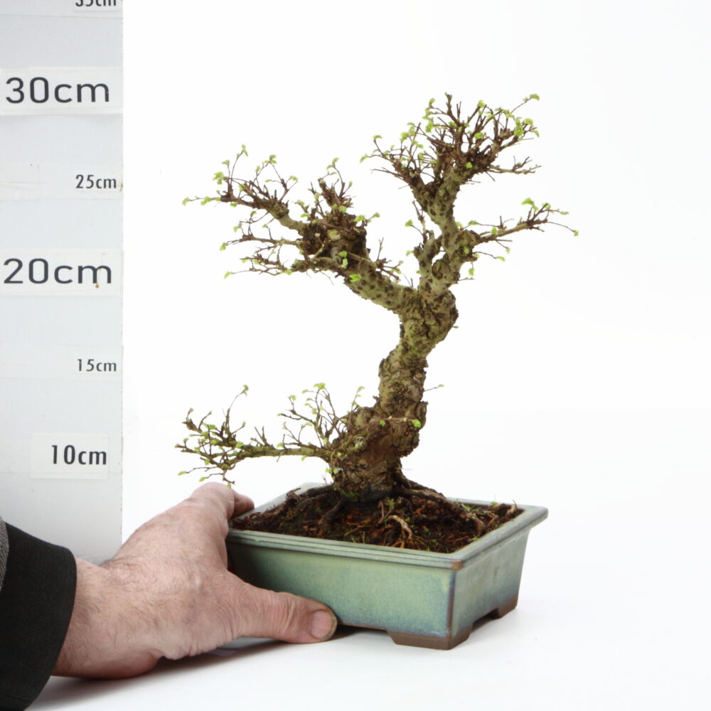 Ulmus parvifolia Japon M8