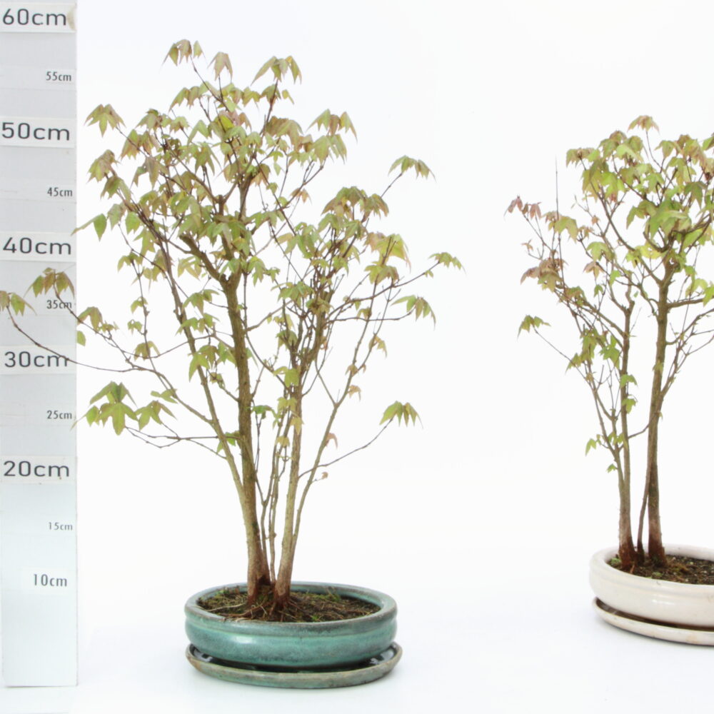 Acer burgerianum bosquet M5+S