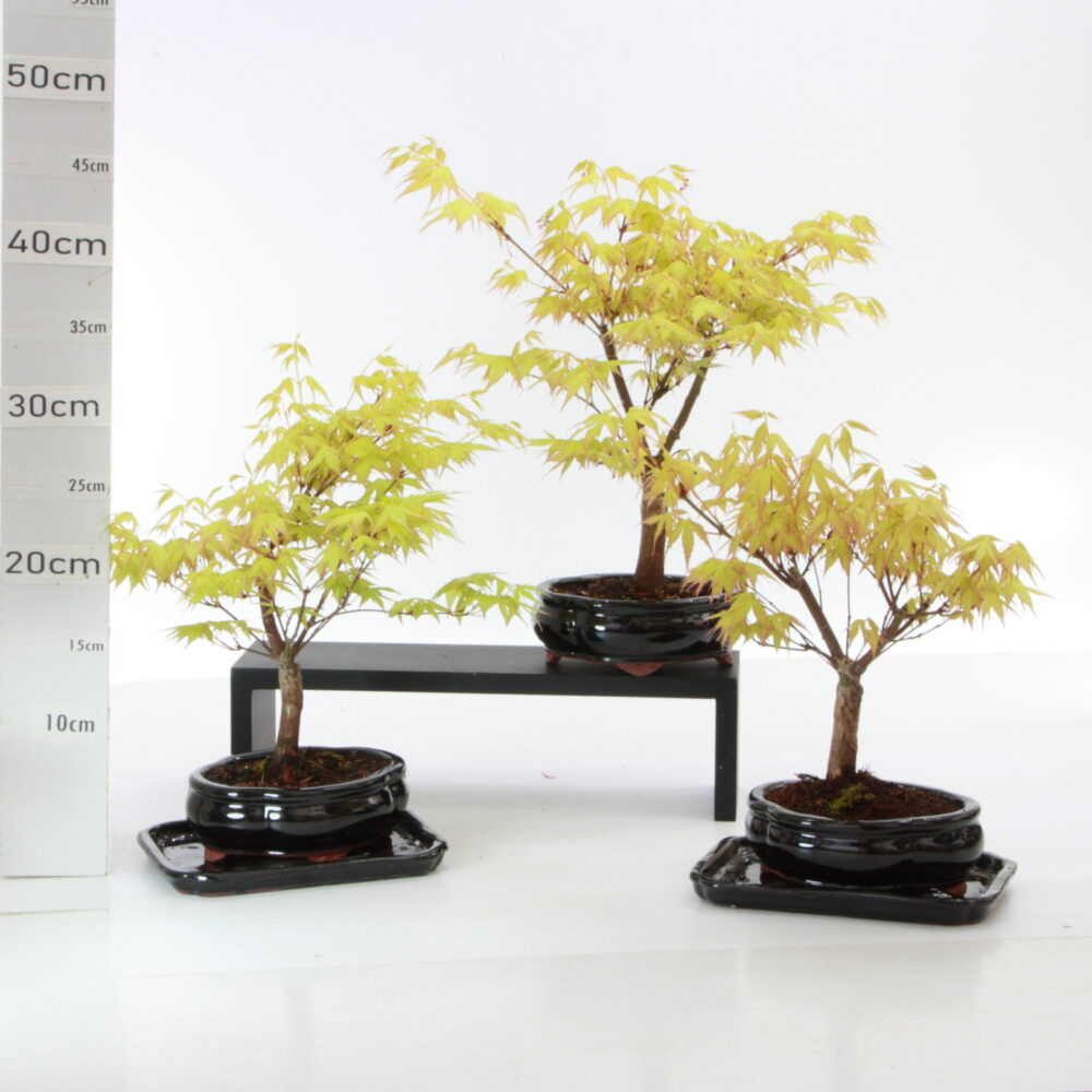 Acer palm. Yellow M3+S pot yixing