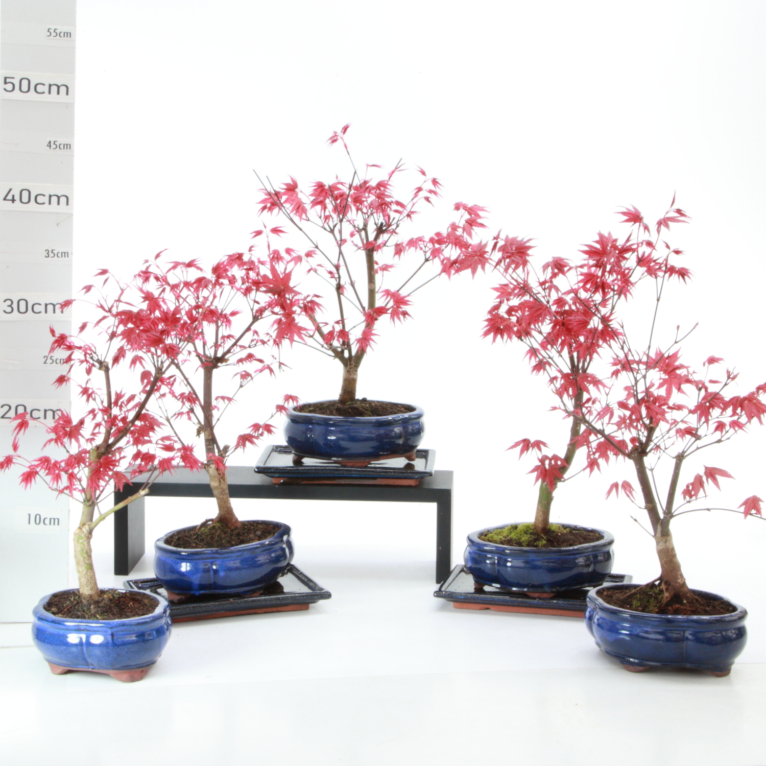 Acer palm. deshojo M3 pot yixing+S