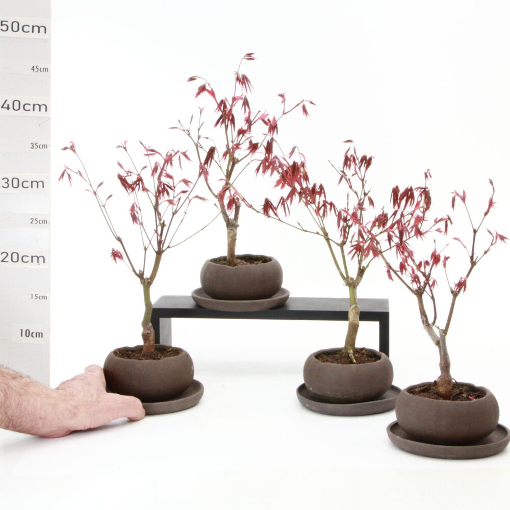 Acer palm. Atro pot Hana Ø12cm K3.2+S