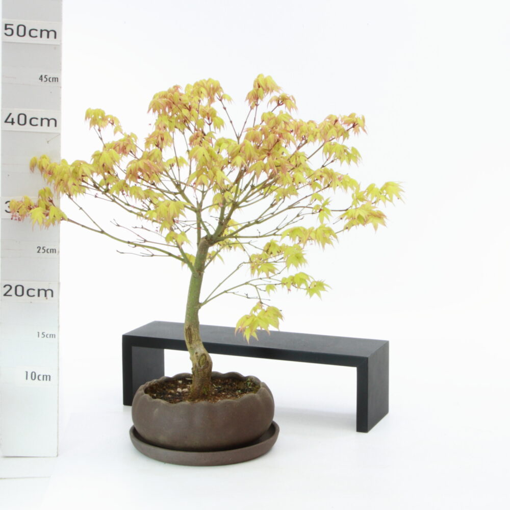 Acer palm. pot Hana Yellow M5.5+S