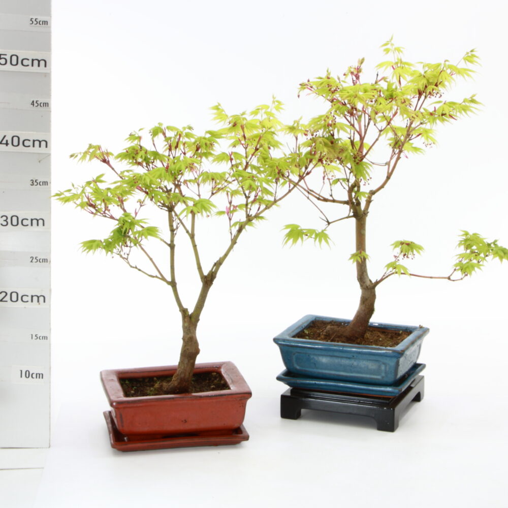 Acer palm. seigen M5.5+S