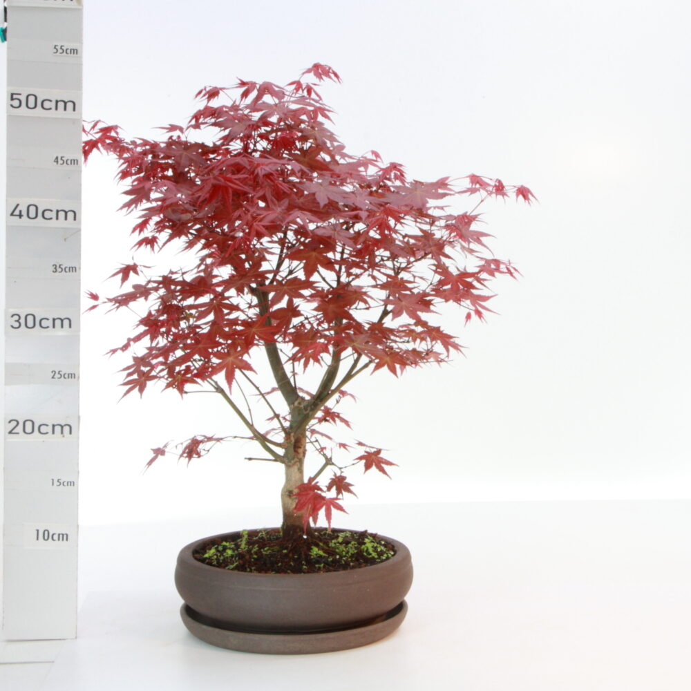 Acer palm. deshojo M7.5+S