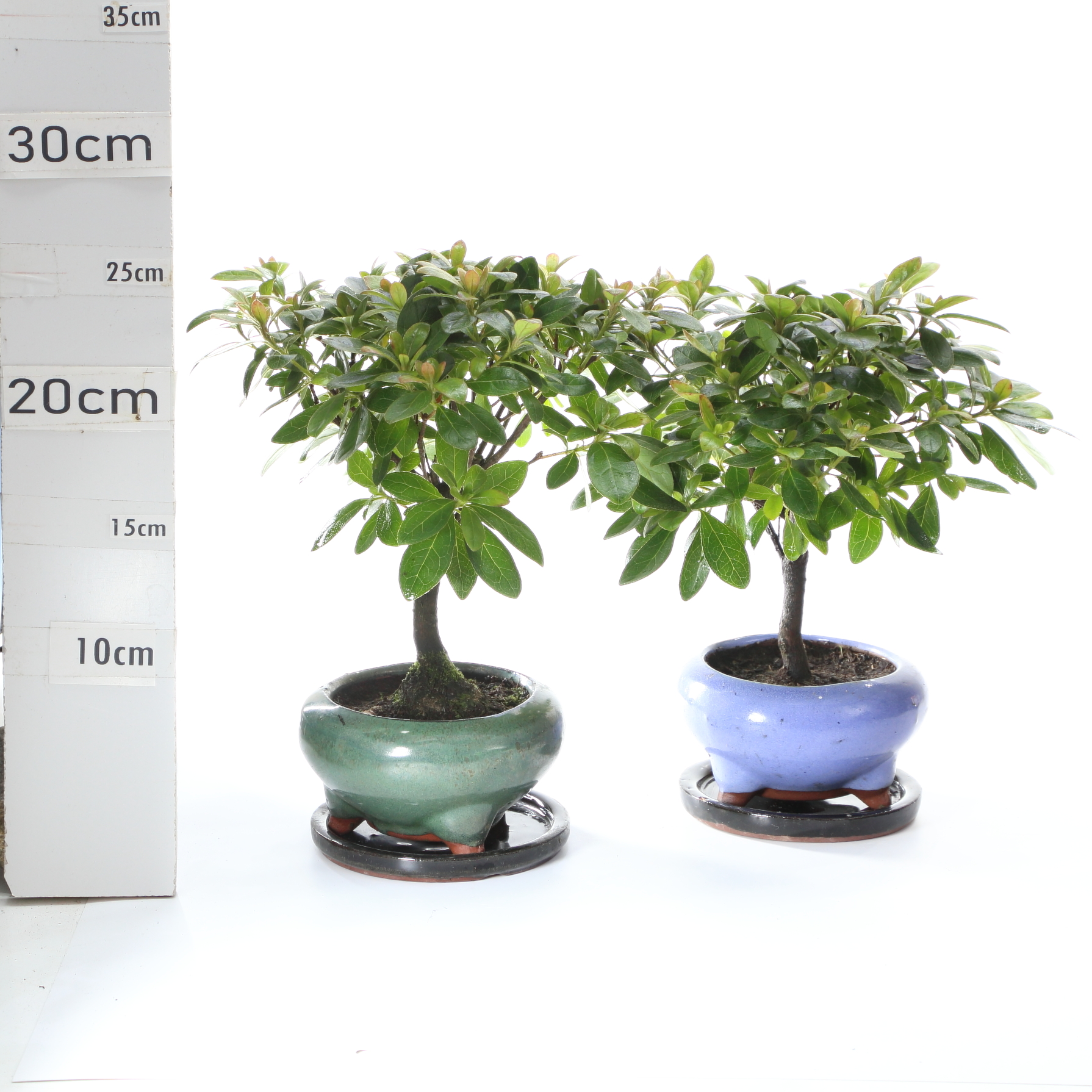 Azalée M2 pot Yixing+S