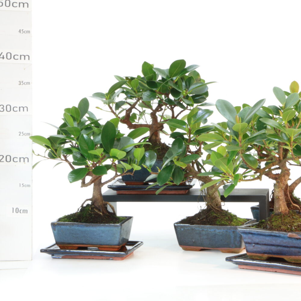 Ficus panda 2 ans cult. Oki pot Chinois M2.5+S