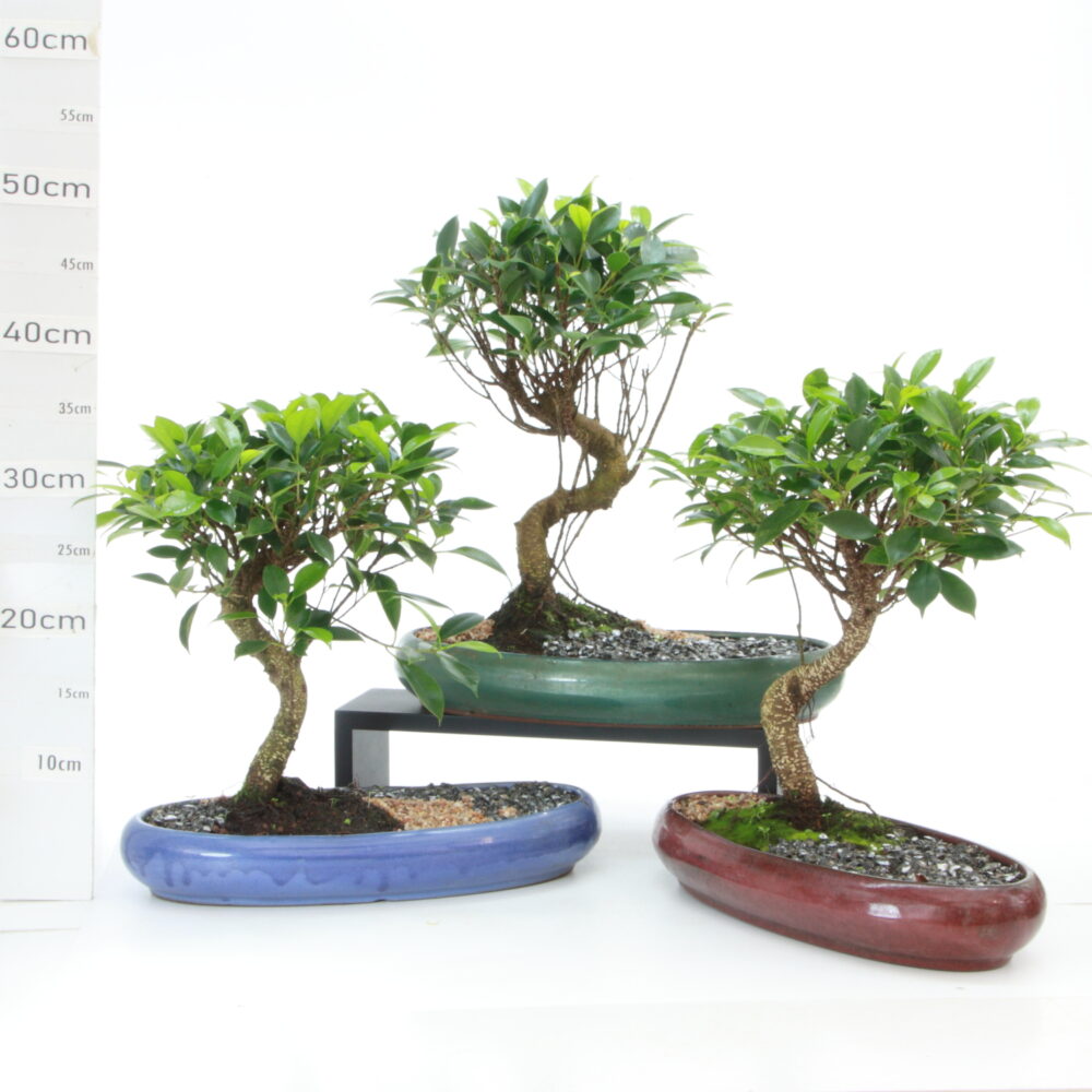 Ficus retusa S b penjing M4.2+S