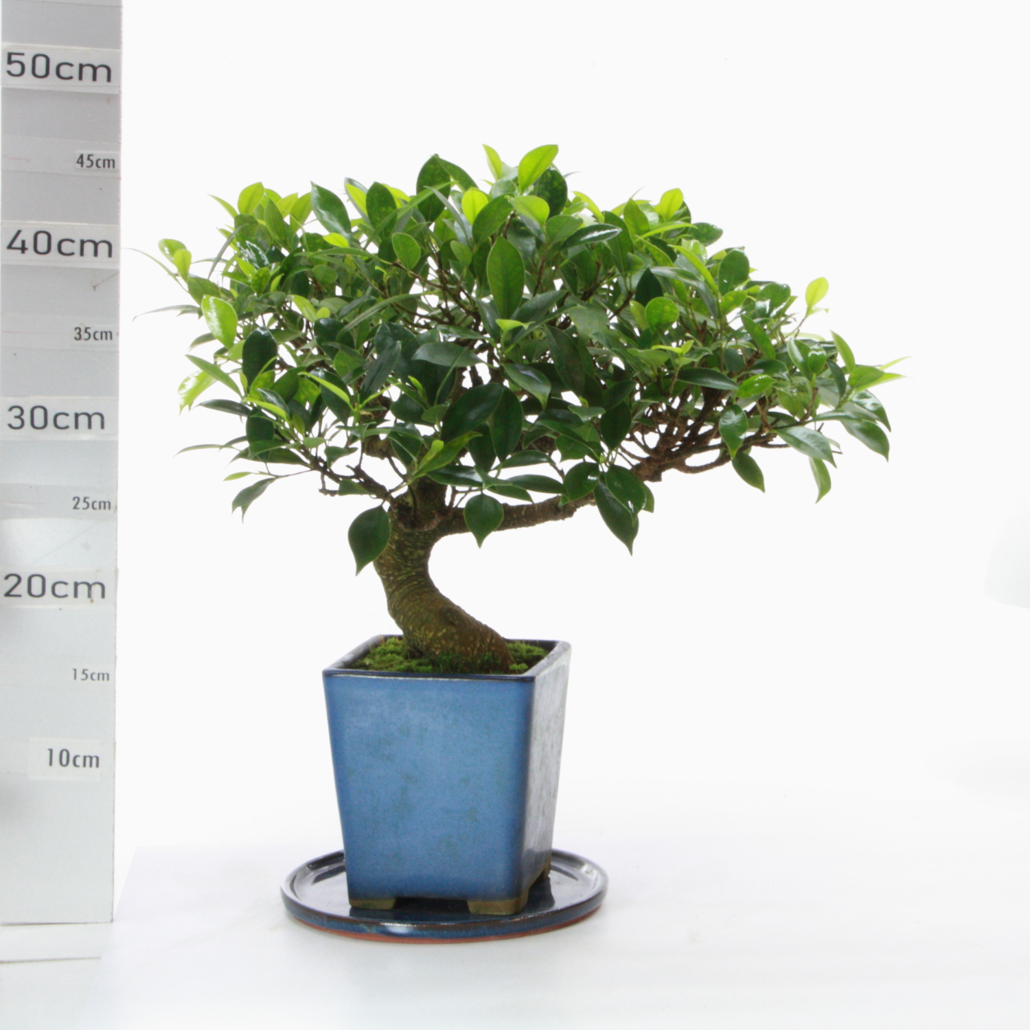 Ficus retusa SB pot Japon M6.5+S