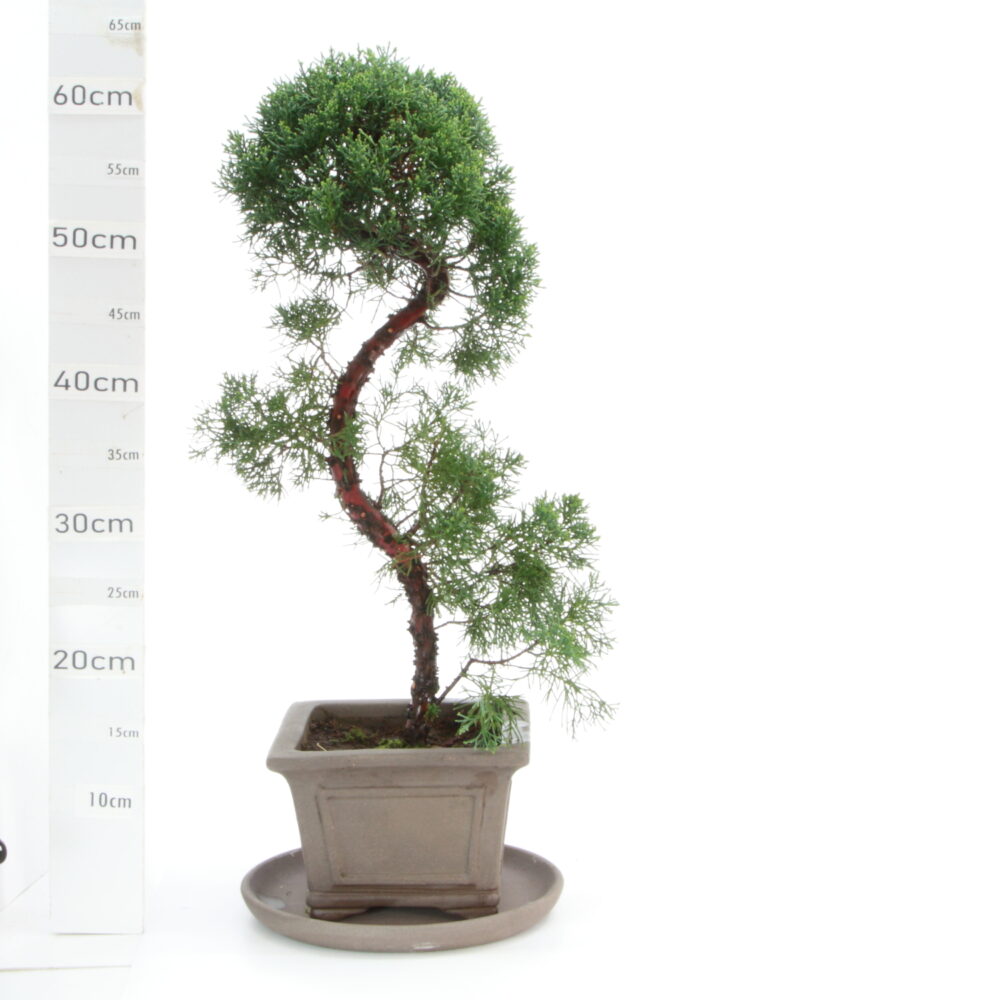 Juniperus chinensis M8.5+S