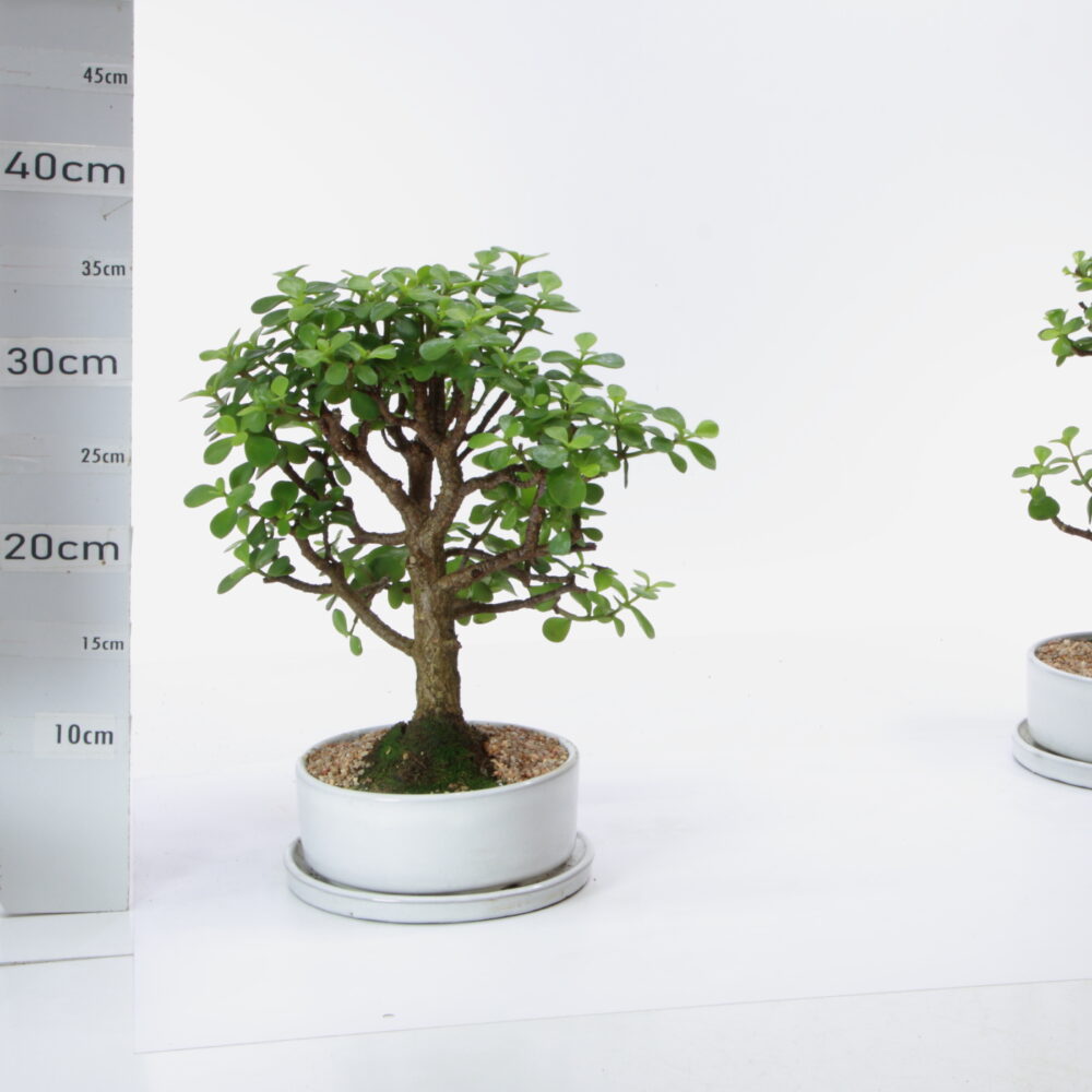 Portulacaria BL pt.Ruando M3.7+S