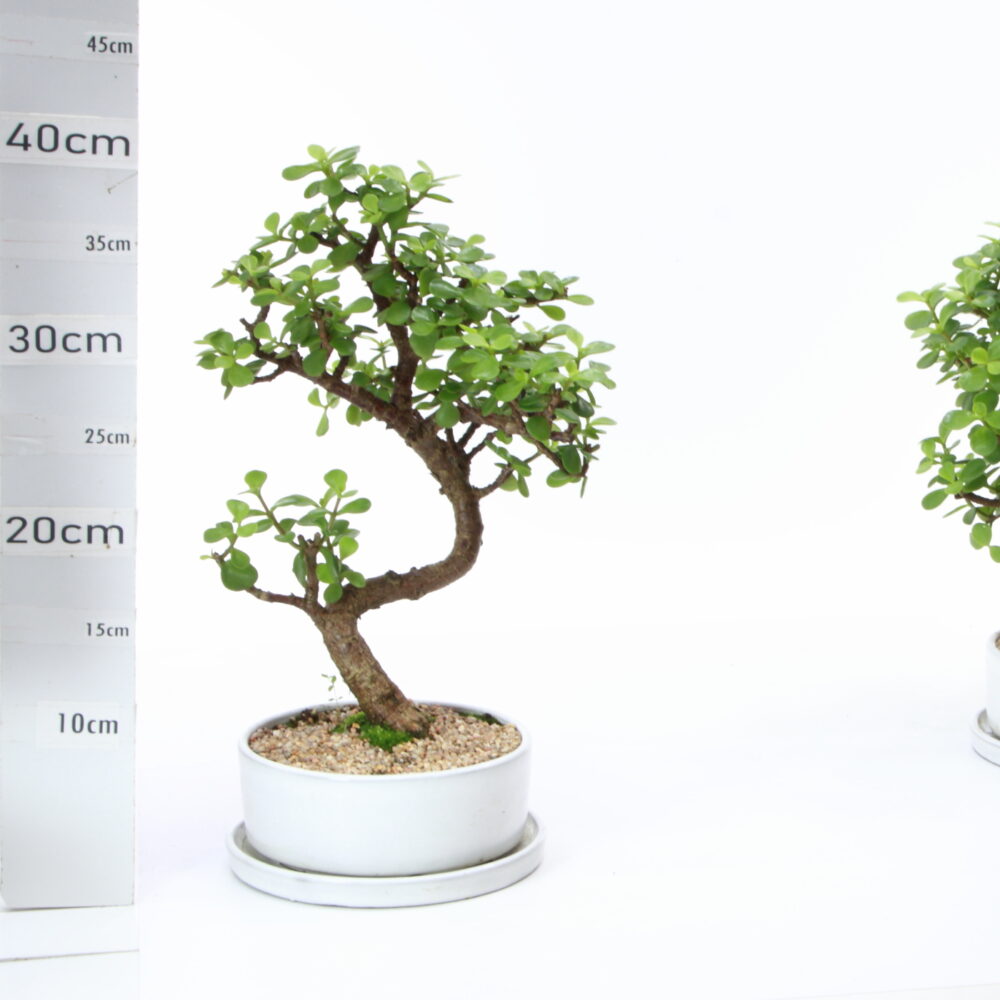 Portulacaria et pt.Ruando M4.2+S