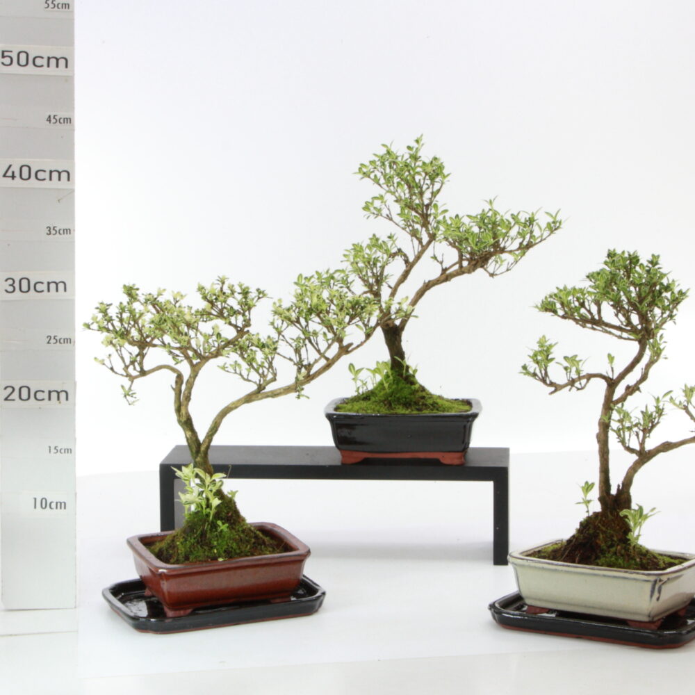 Serissa panaché et. pot Yixing M3+S