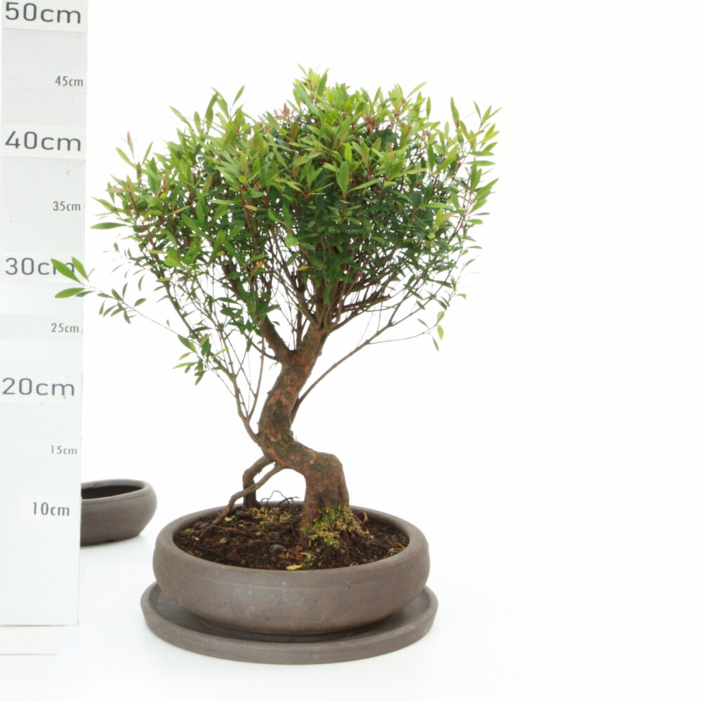 Syzygium M5.5+S