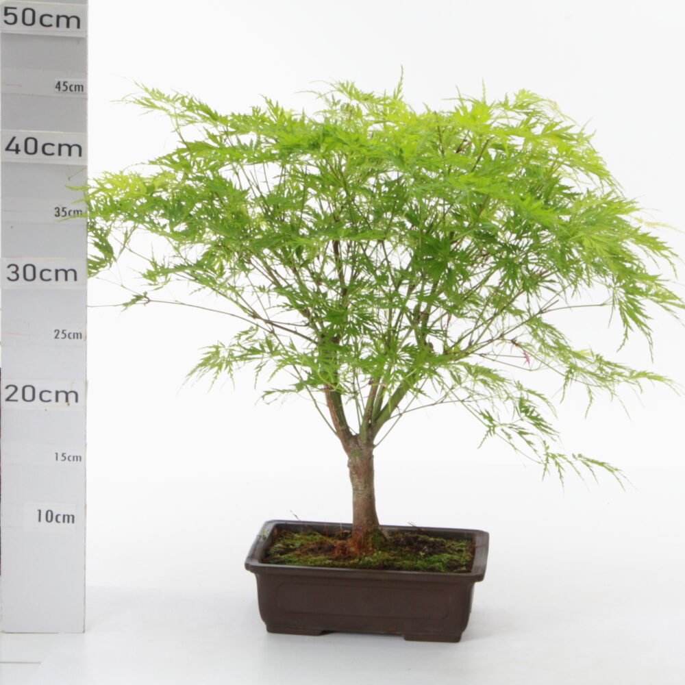 Acer palm. dissectum M4.2 pot Japonais
