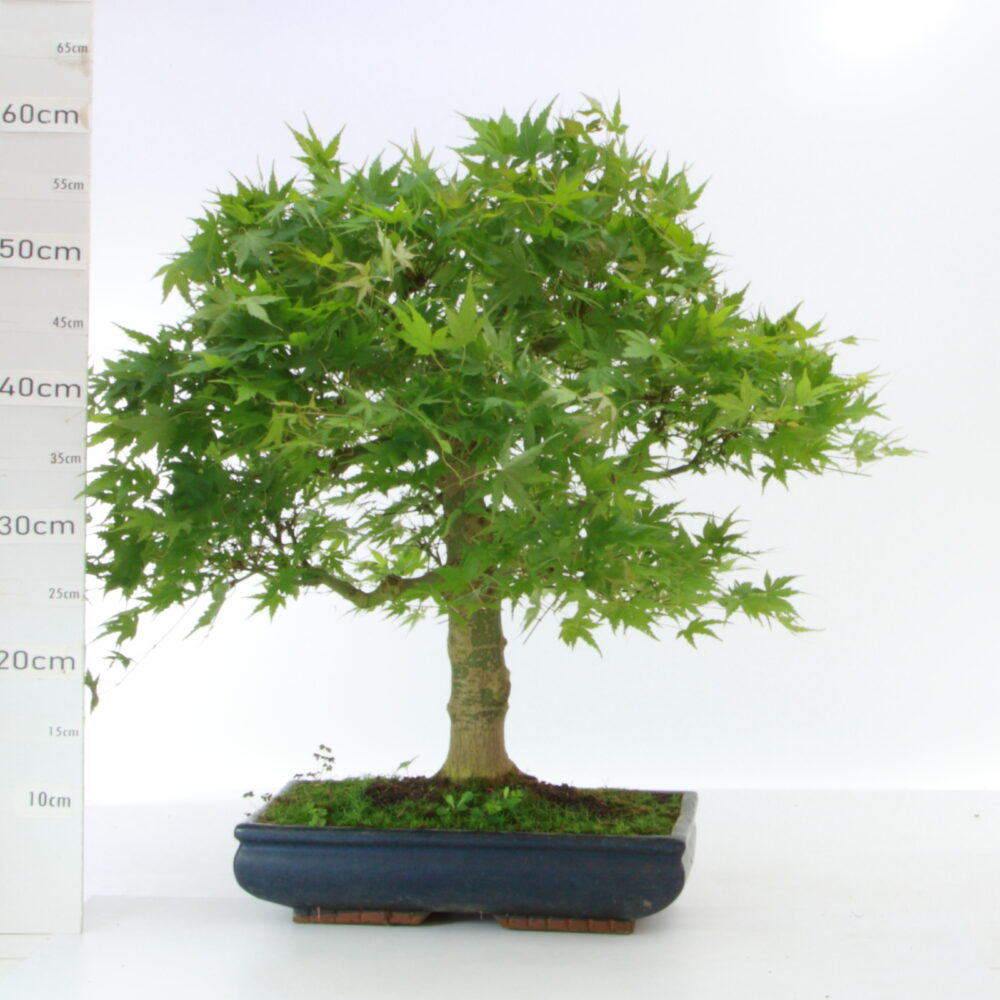 Acer palm. plus de 20 ans M13