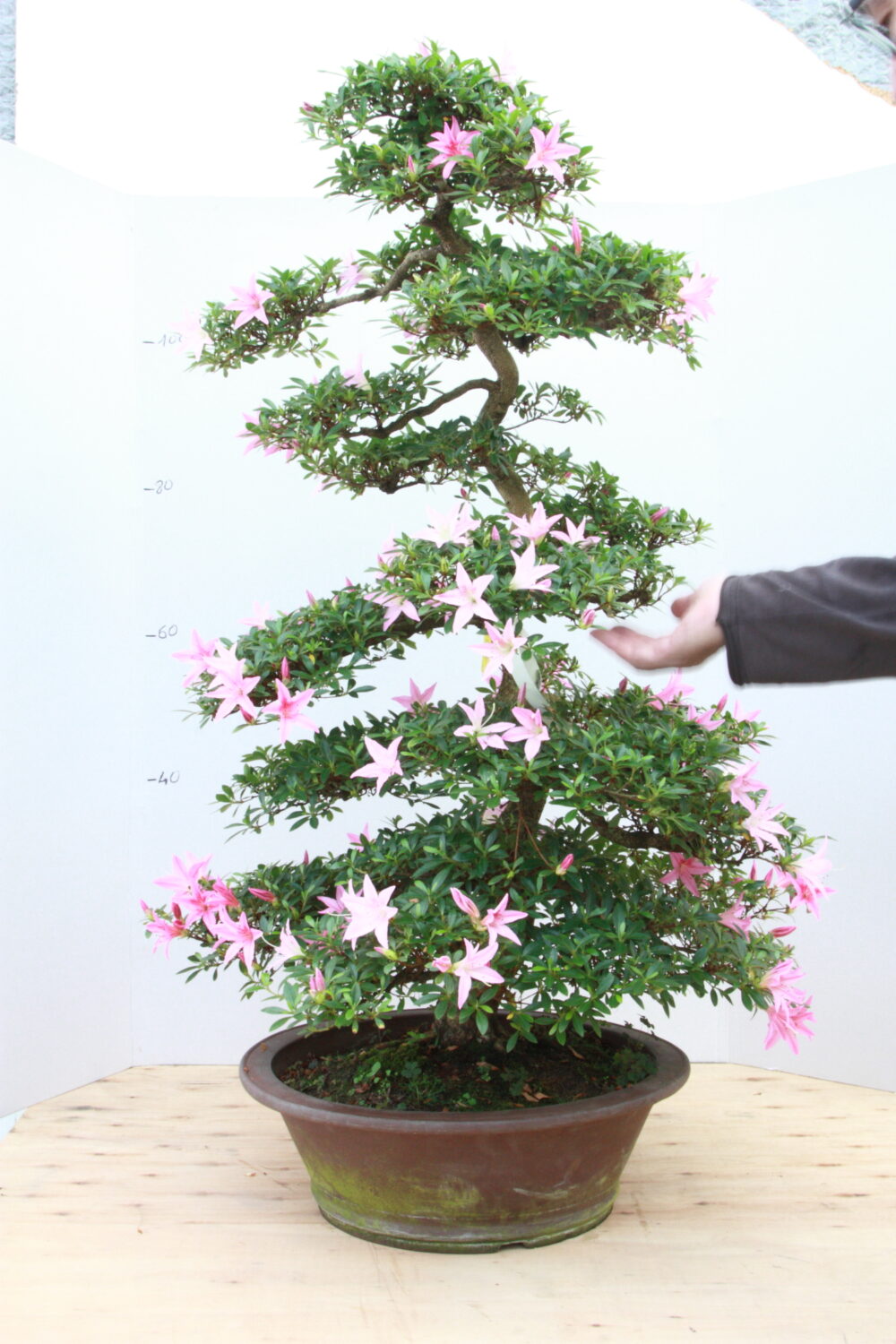Azalée japonais h120cm M21.5 fl blanches et roses