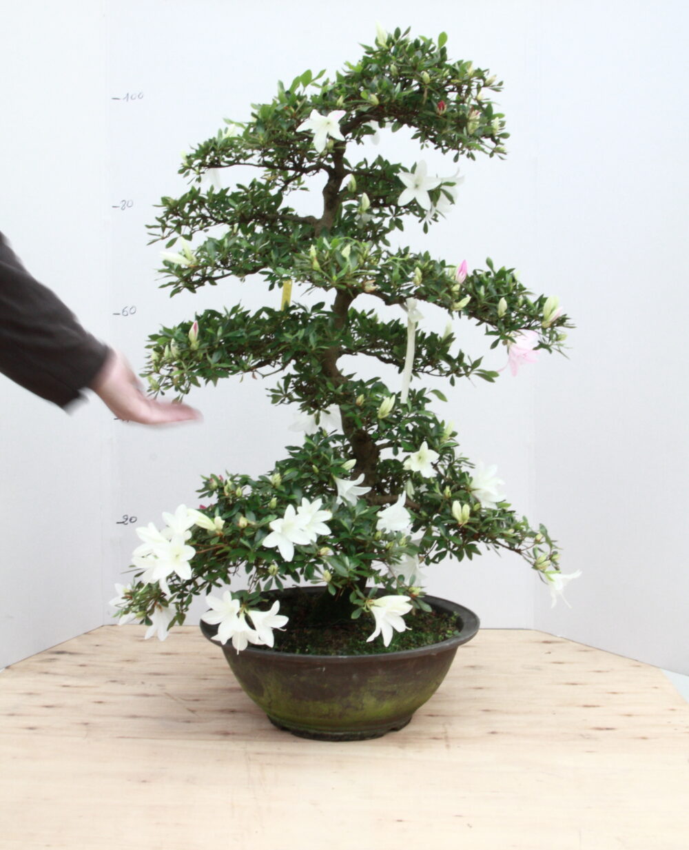 Azalée japonais h100cm M21.5 fl blanches
